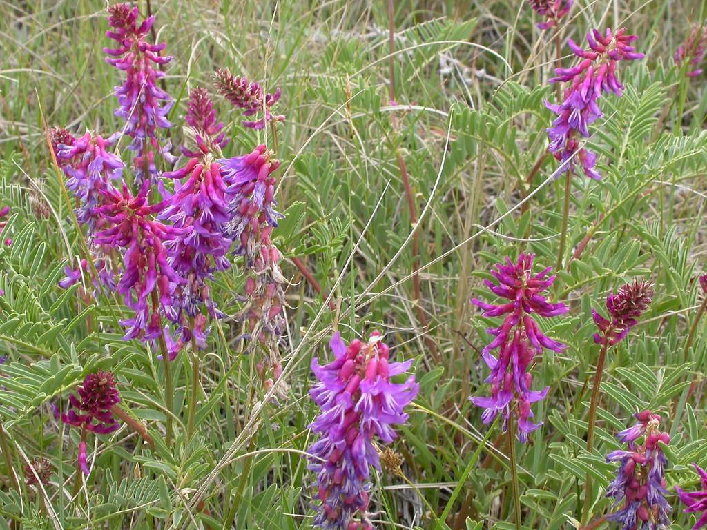 Purple-pink flowers and green leaves on red-green stems.