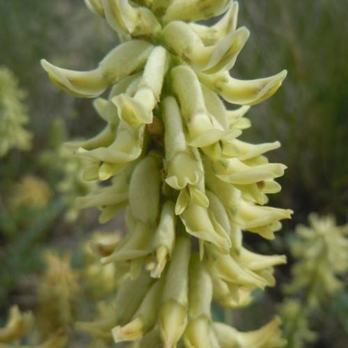 yellow-lime flowers