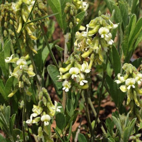 yellow-white flowers and buds with green leaves and stems