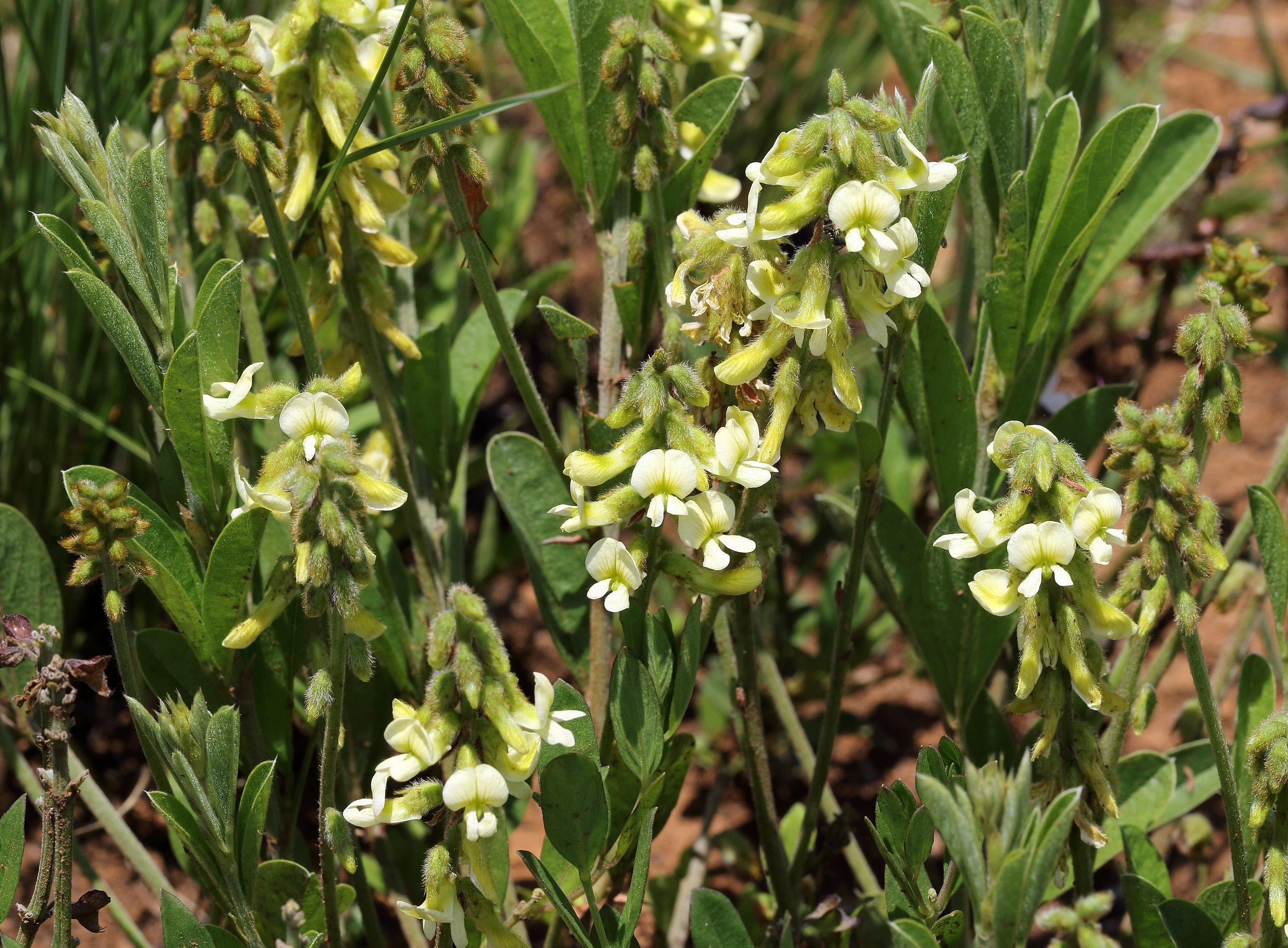 yellow-white flowers and buds with green leaves and stems