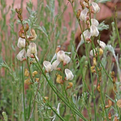 white-brown flowers and yellow buds with green foliage and stems