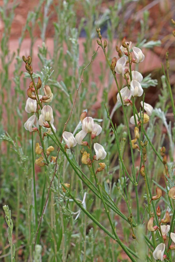 white-brown flowers and yellow buds with green foliage and stems