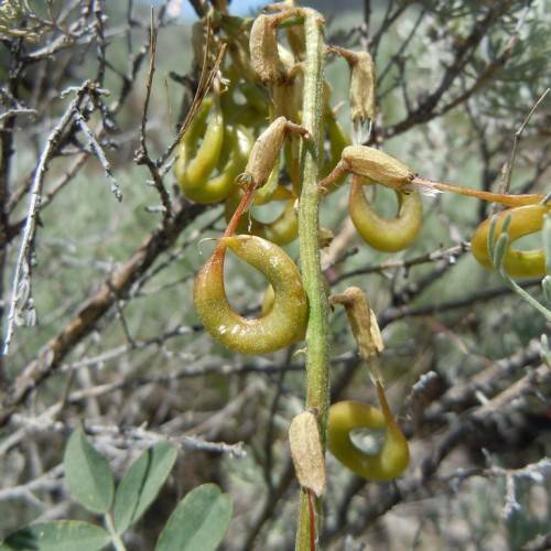 yellow-green pods, stems, gray-brown twigs and branches