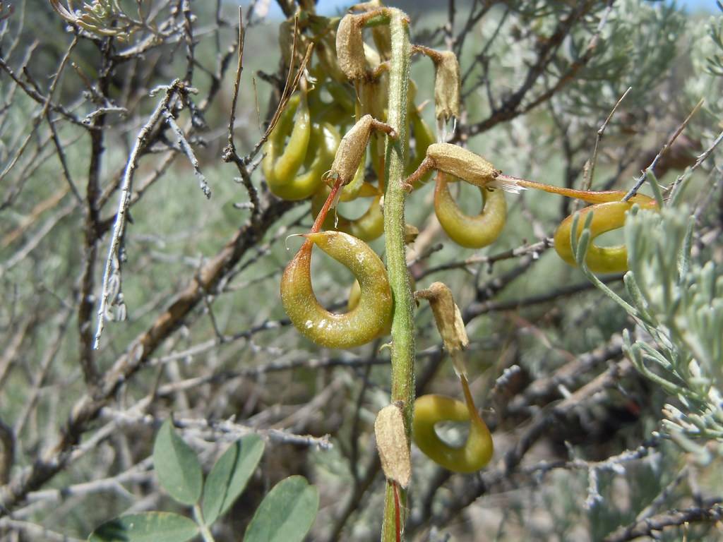 yellow-green pods, stems, gray-brown twigs and branches