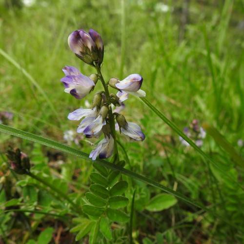 purple-white flowers with purple-green sepals, green leaves and stems