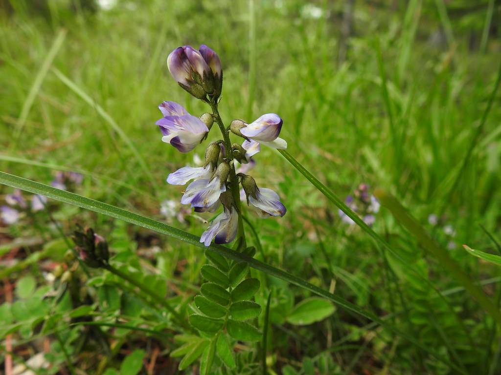 purple-white flowers with purple-green sepals, green leaves and stems