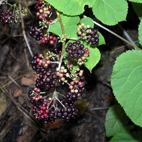 red-black fruits with green leaves and olive-brown stems