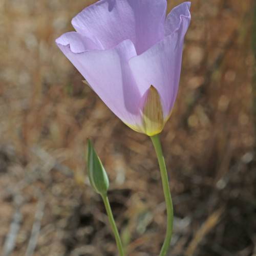 light-purple flower with lime-green sepals, stems and a green bud