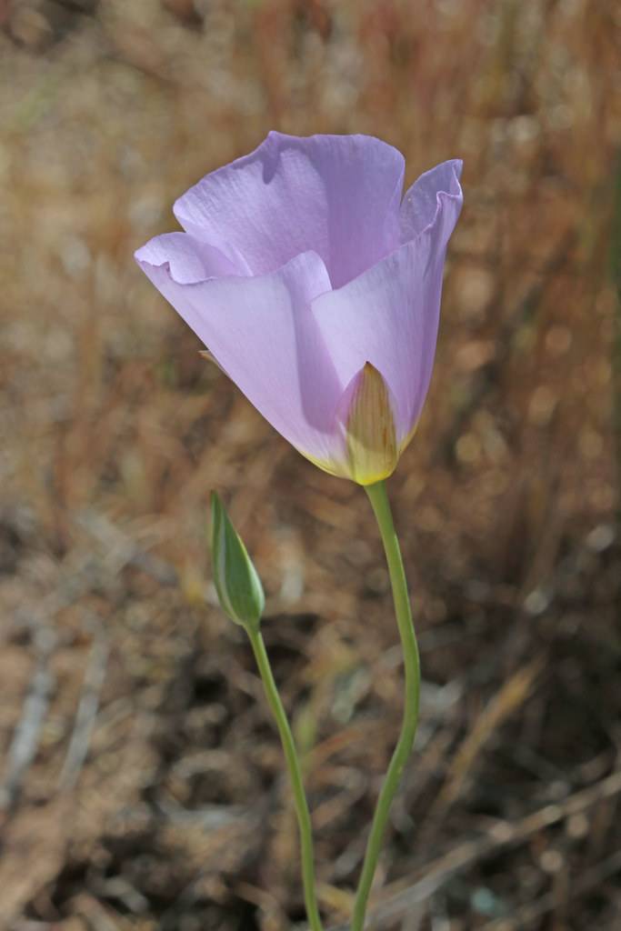 light-purple flower with lime-green sepals, stems and a green bud