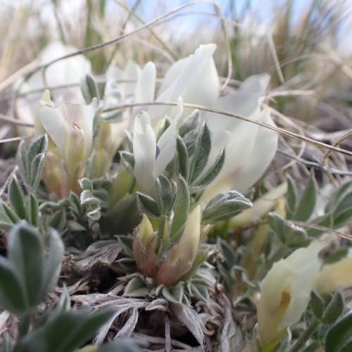 white-yellow flowers, yellow buds with silver-green leaves and light-brown stems