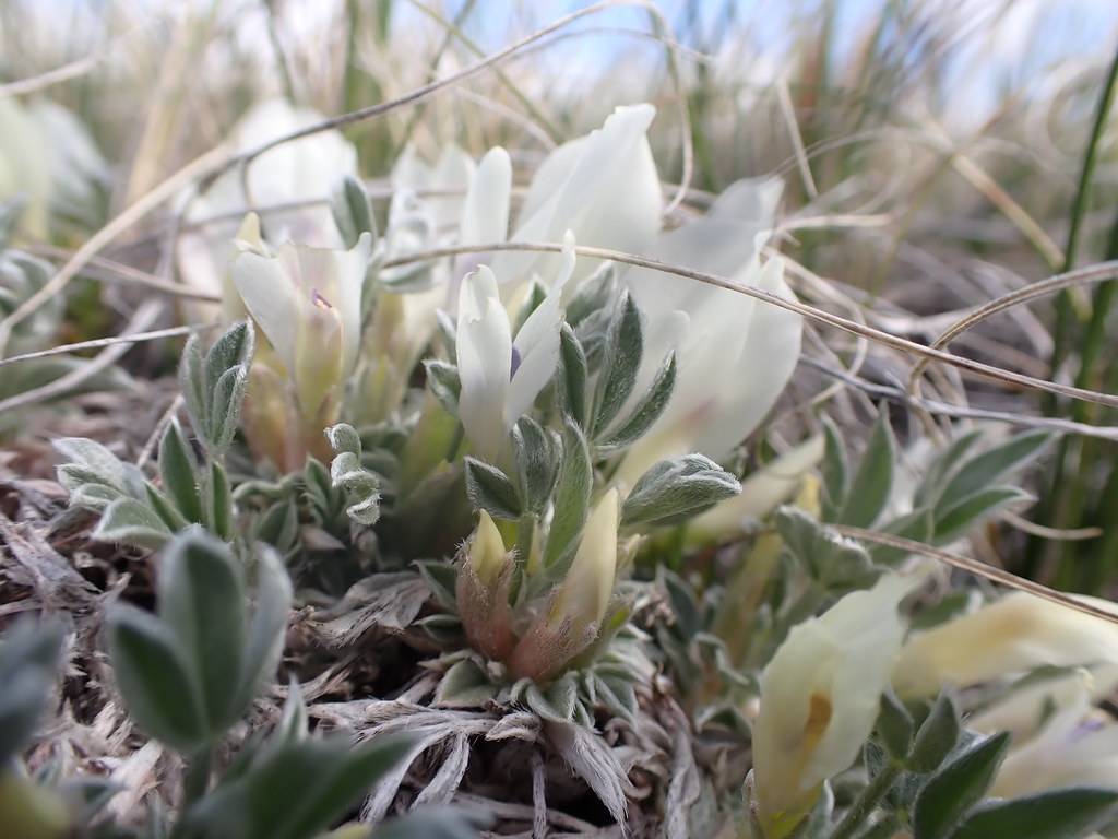 white-yellow flowers, yellow buds with silver-green leaves and light-brown stems