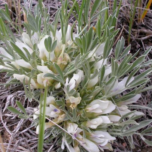 off-white flowers with light-green leaves and stems