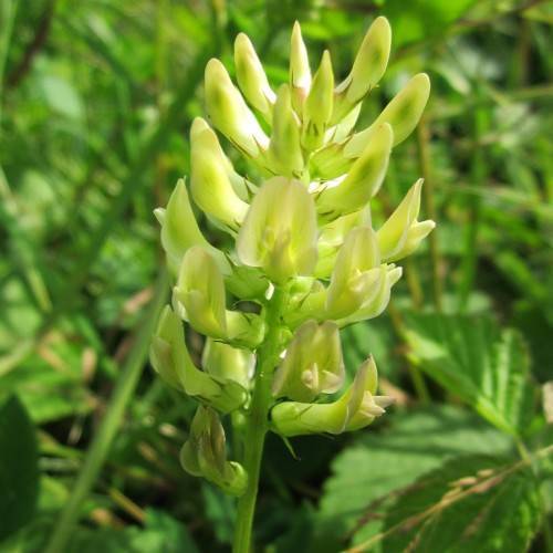 yellow-green flowers, sepals, yellow-green buds, green leaves and stems