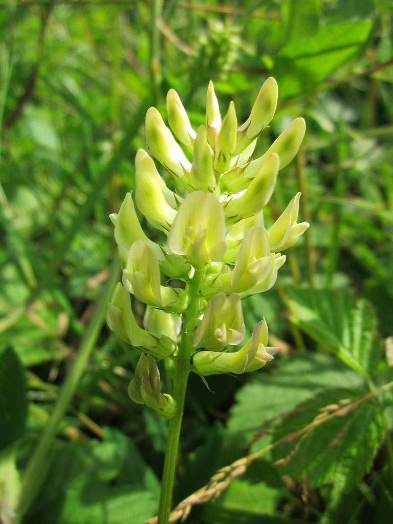 yellow-green flowers, sepals, yellow-green buds, green leaves and stems