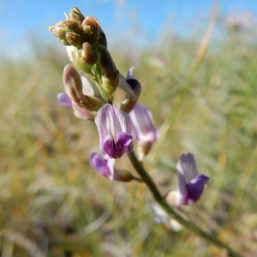 purple-white flowers, brown buds, green sepals, on a green stem
