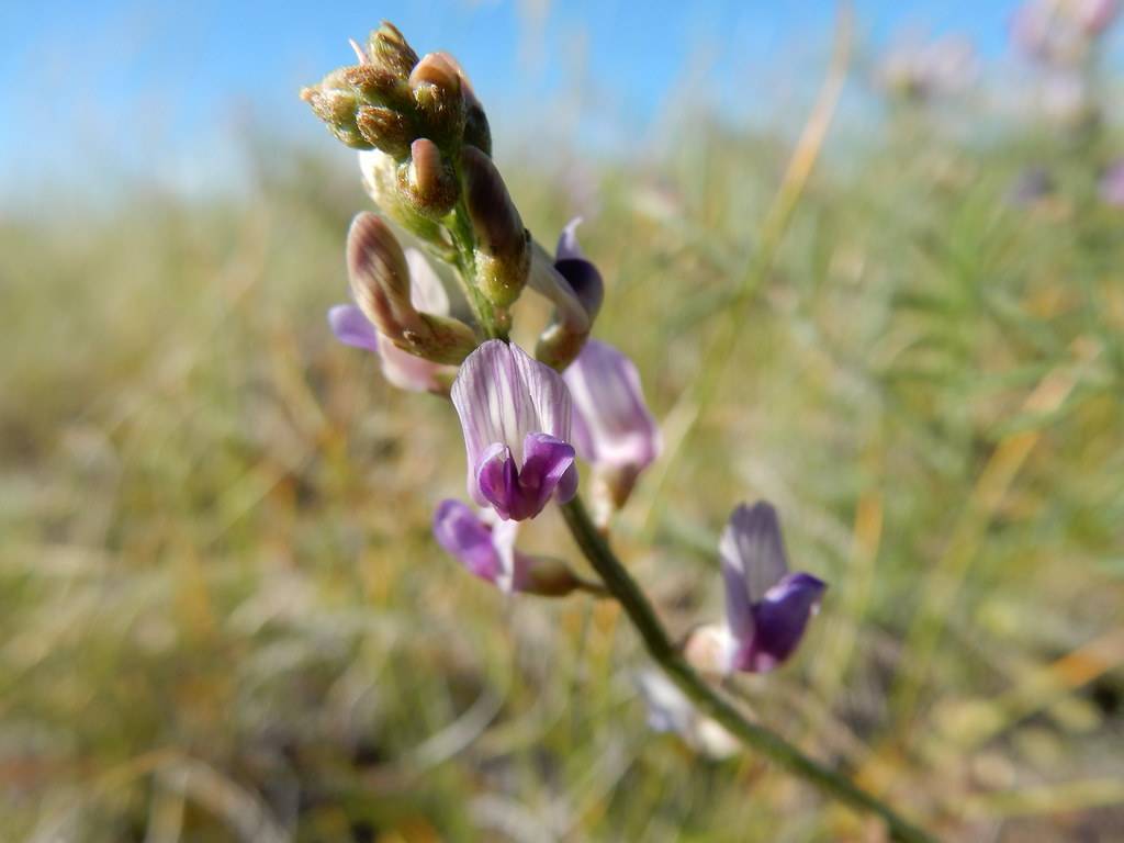 purple-white flowers, brown buds, green sepals, on a green stem