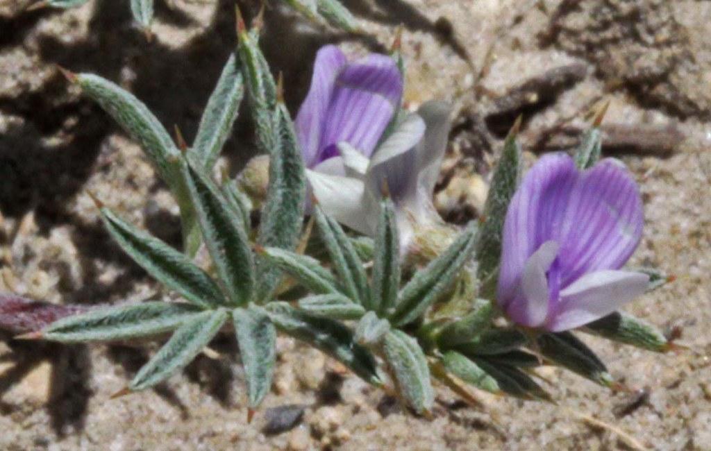 purple-white flowers with grey-green leaves