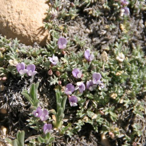 light-purple flowers, green leaves, pink buds and brown branches
