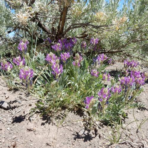 purple flowers, green buds, yellow-green leaves and stems