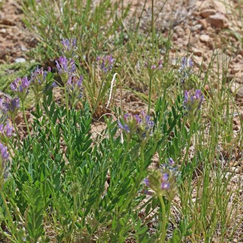 light-purple flowers, dark-green leaves and lime-green stems