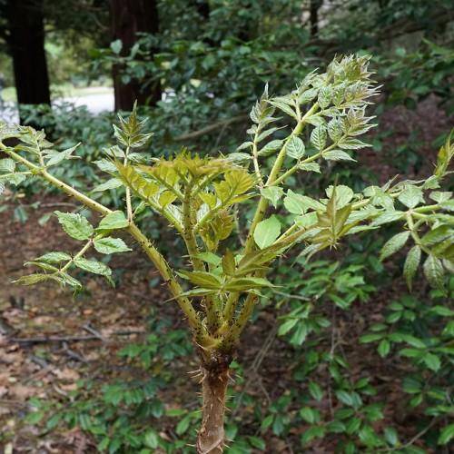 Green-brown-yellow stems with green-yellow leaves and serrated edges.