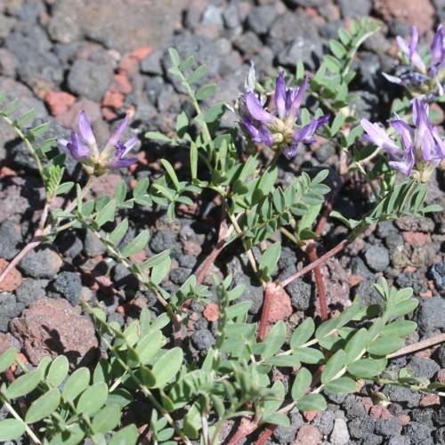 purple-white flowers with green leaves and beige-red stems