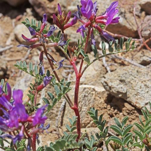 purple flowers, purple buds, red sepals and stems with dark-green leaves