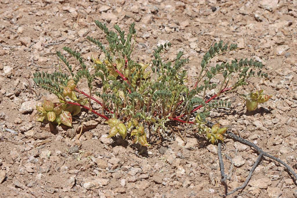 lime-red pods and red stems with dark-green leaves