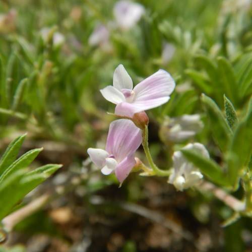 white-purple flowers with red-green sepals, lime stems and green leaves