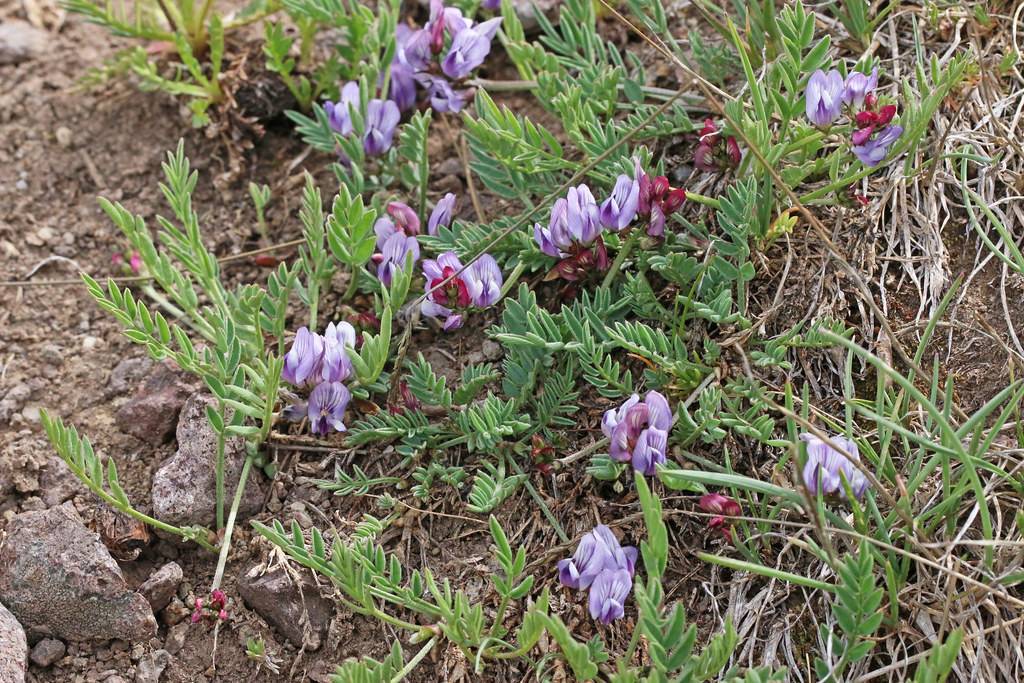 red-purple flowers with lime stems and green leaves