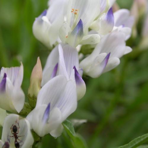 white-blue flowers with green leaves
