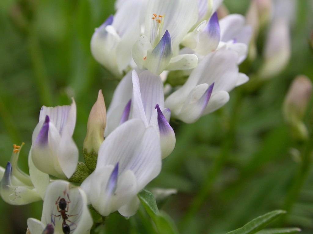 white-blue flowers with green leaves 