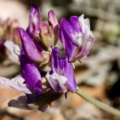 purple-white flowers with purple-pink buds, and light-green stems