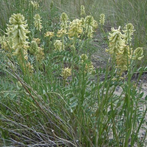 light-yellow flowers with green leaves and stems