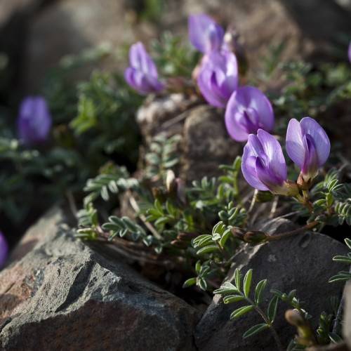 light-purple flowers with red-lime sepals, lime-red buds, green leaves and red-green stems