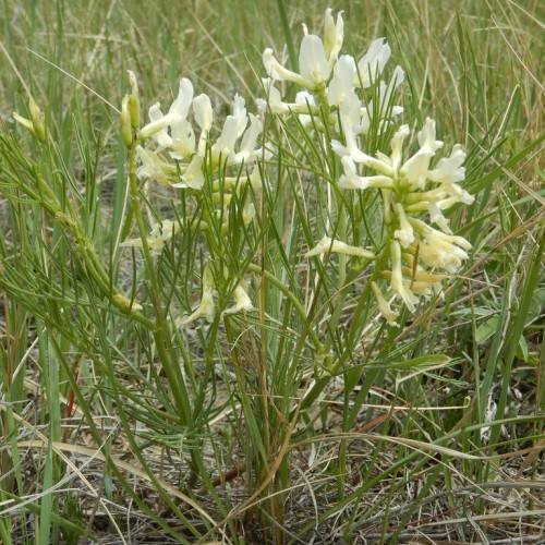yellow-white flowers with lime sepals and green leaves and stems