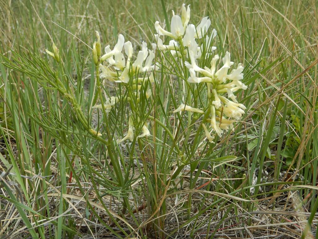 yellow-white flowers with lime sepals and green leaves and stems