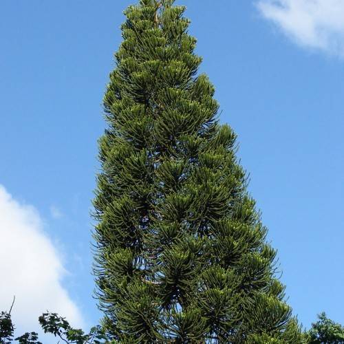 dark-green foliage on a brown trunk