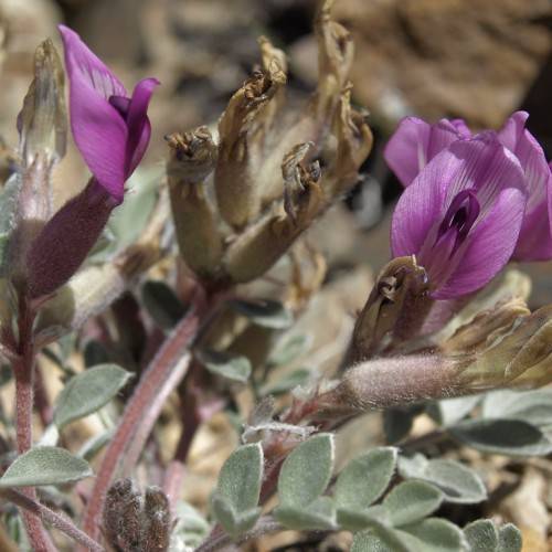 purple flowers with brown-green buds, grey-green leaves and red stems