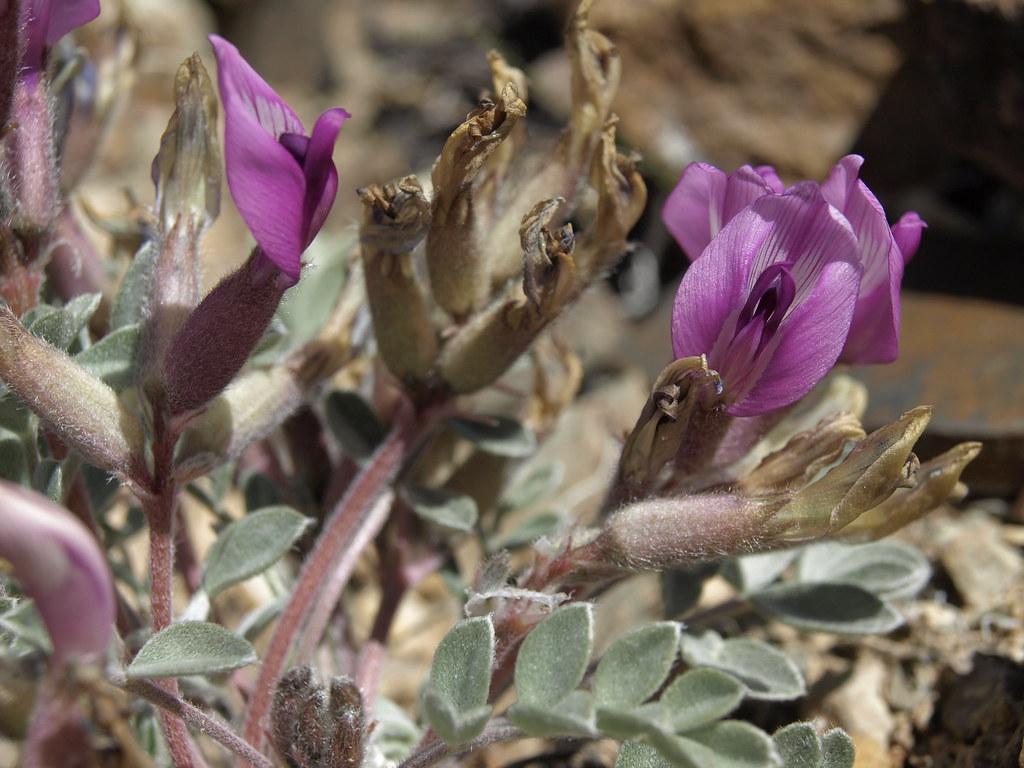 purple flowers with brown-green buds, grey-green leaves and red stems