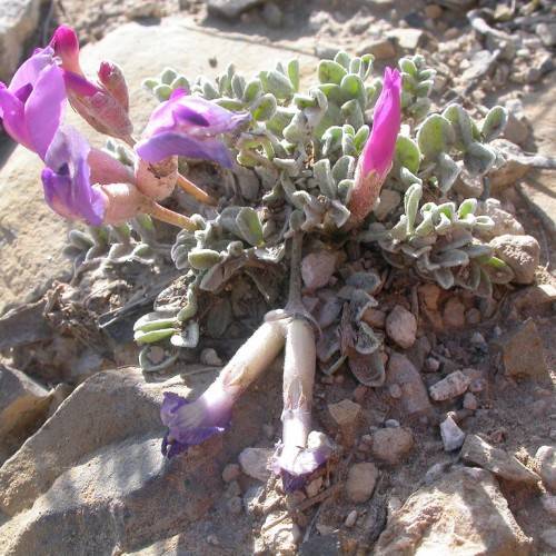 purple-pink flowers with peach sepals, pink-purple buds, grey-green leaves and peach stems