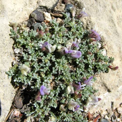 purple-white flowers with pink-lime buds and light-green foliage 
