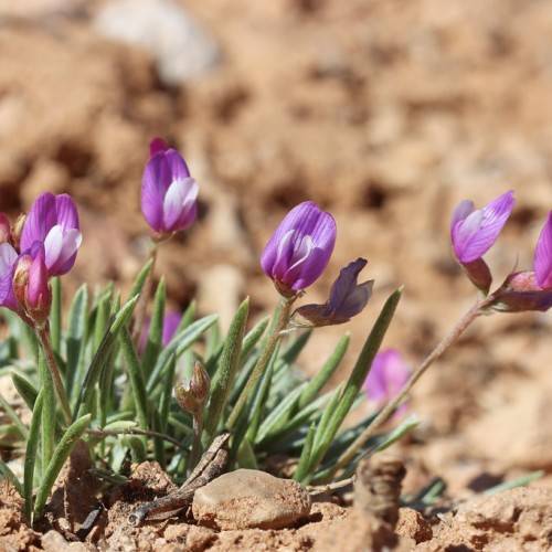 pink-purple flowers with green leaves and red-green stems