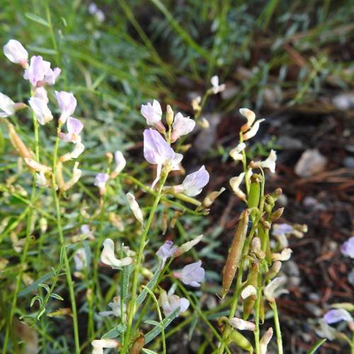 light-purple flowers, lime-red pods, green leaves and lime stems