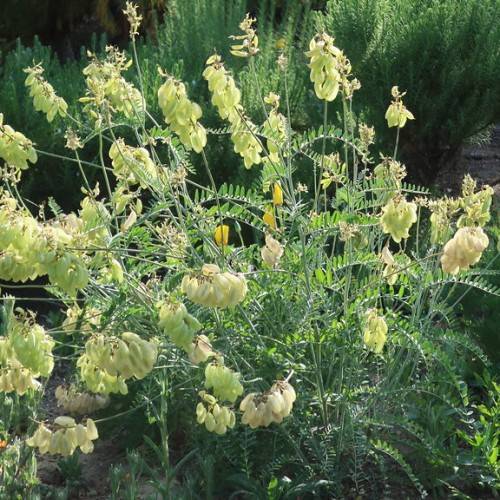 yellow flowers, yellow-lime pods, green leaves and stems