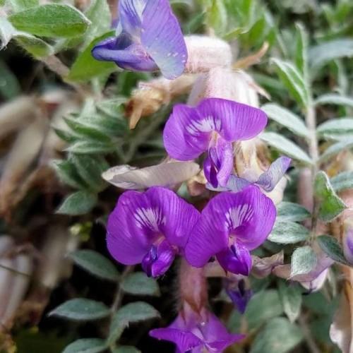 purple-white flowers, green leaves and pink-white stems