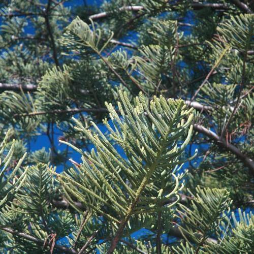 Brown branches with green leaves.