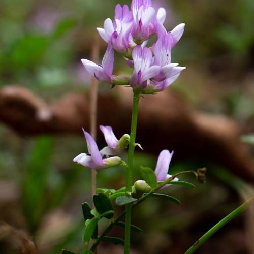 purple-white flowers with green leaves and stems