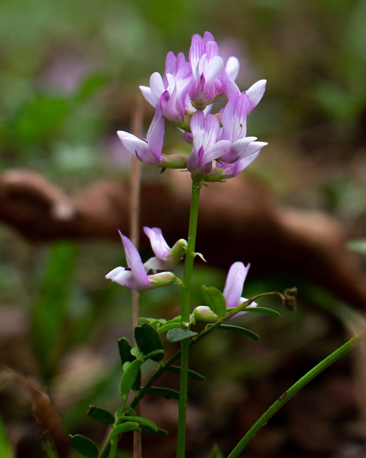 purple-white flowers with green leaves and stems