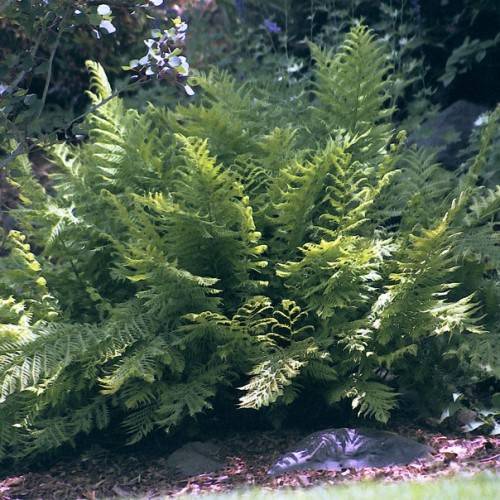yellow-green leaves with green stems